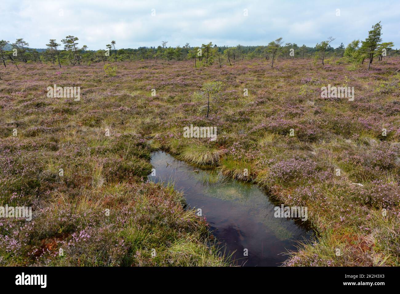 Paesaggio nella brughiera nera con occhi di palude ed erica Foto Stock