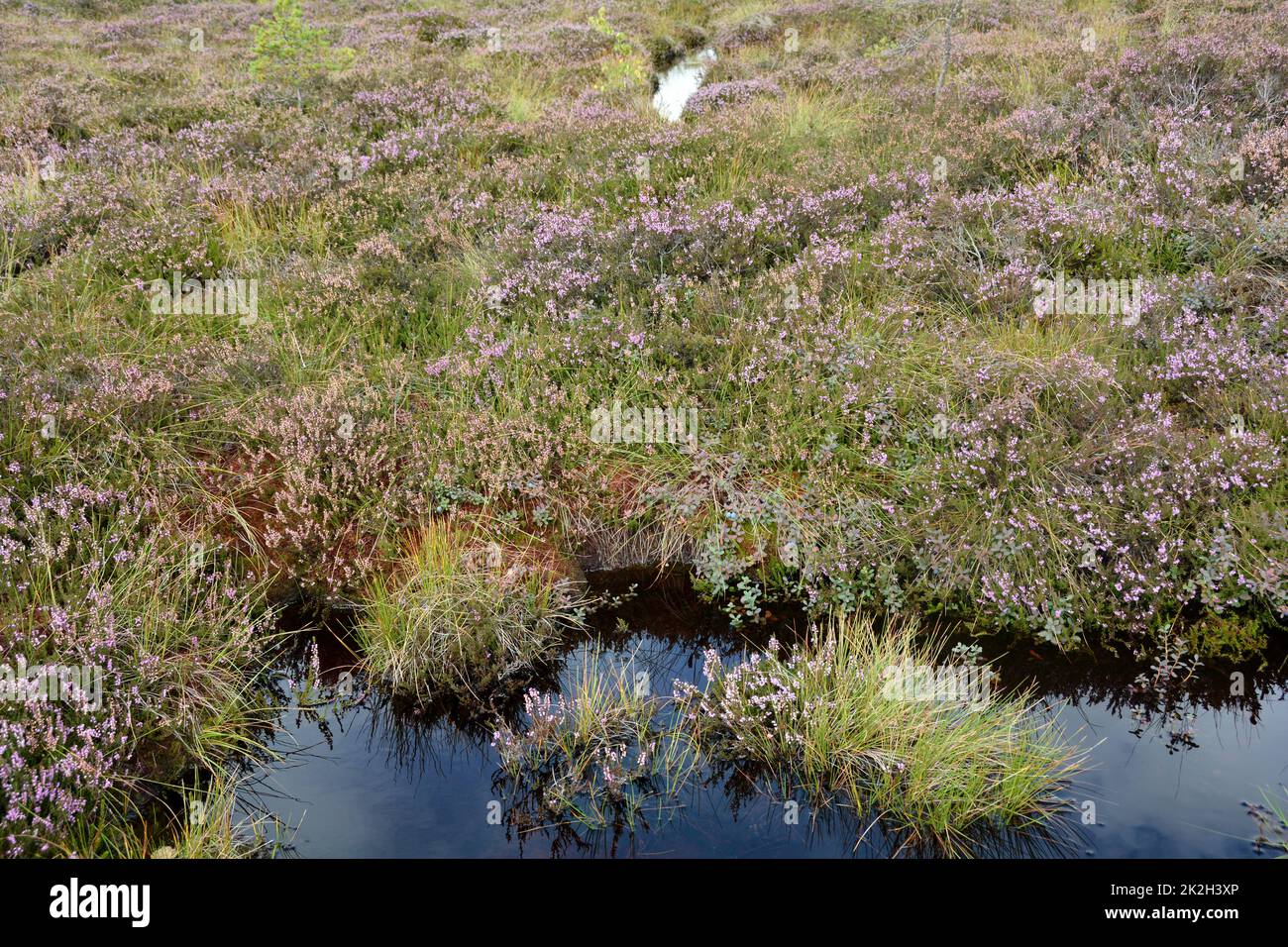 Moor con occhi di palude e erica Foto Stock