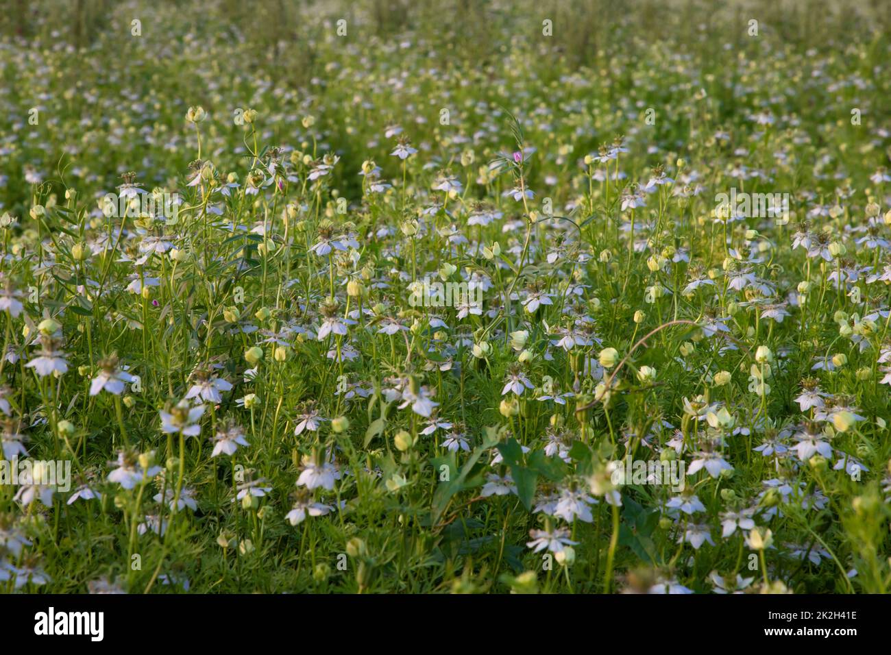 Primo piano la bella piantagione di fiori di Cumin nero nel paesaggio naturale del campo. Foto Stock