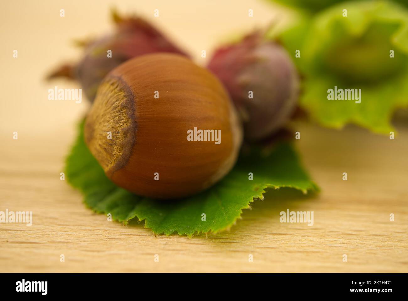 Nocciola cruda fresca non sgusciata in congedo verde Foto Stock