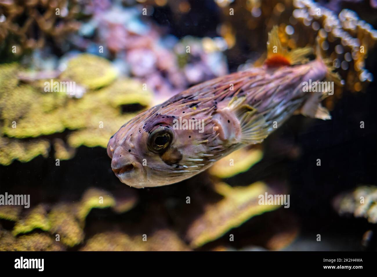 Lungo dorso istriato sott'acqua in mare Foto Stock
