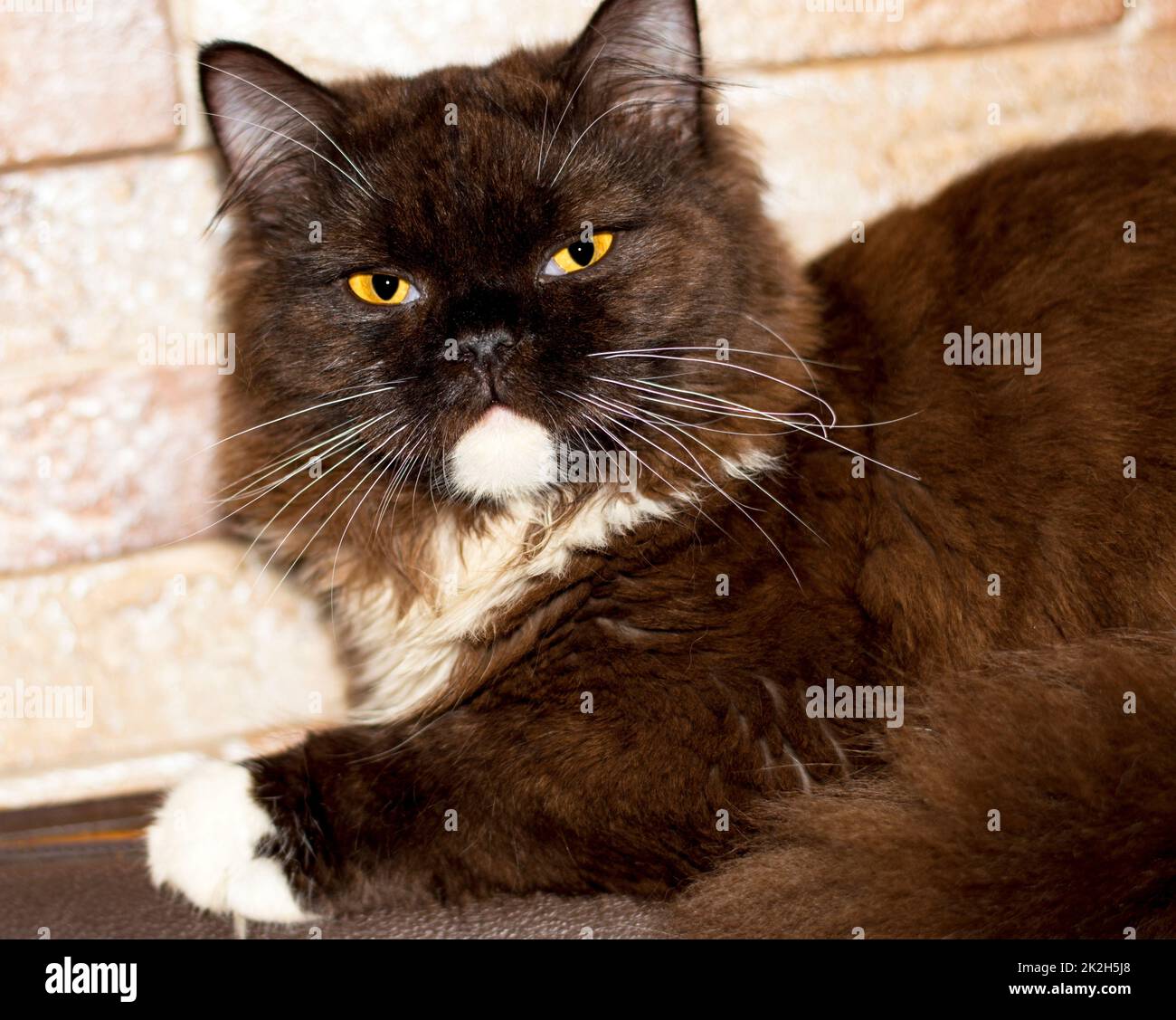 Ritratto di un soffice gatto scozzese primo piano Foto Stock