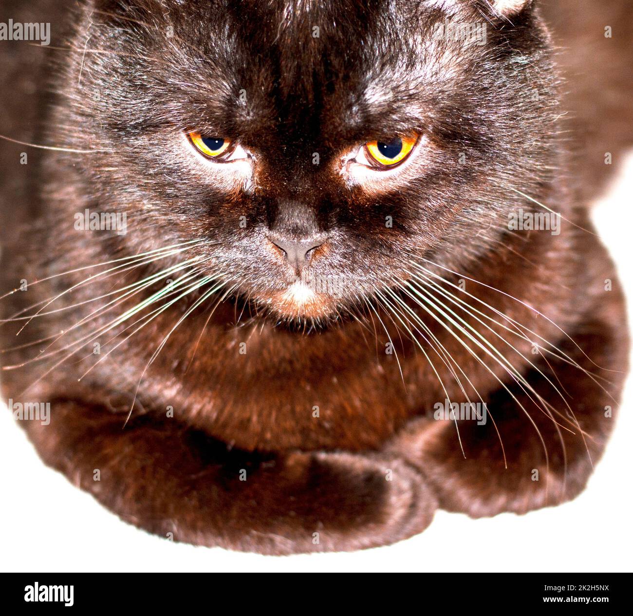 primo piano della museruola di un gatto di colore marrone sdraiato Foto Stock
