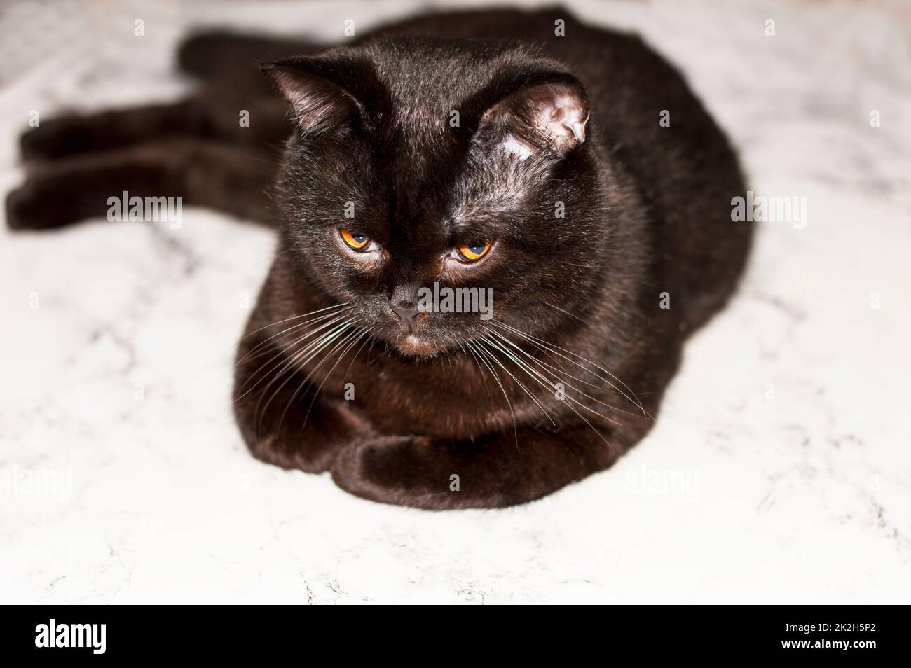 Inglese - Scozzese gatto marrone giacente su un pavimento chiaro Foto Stock