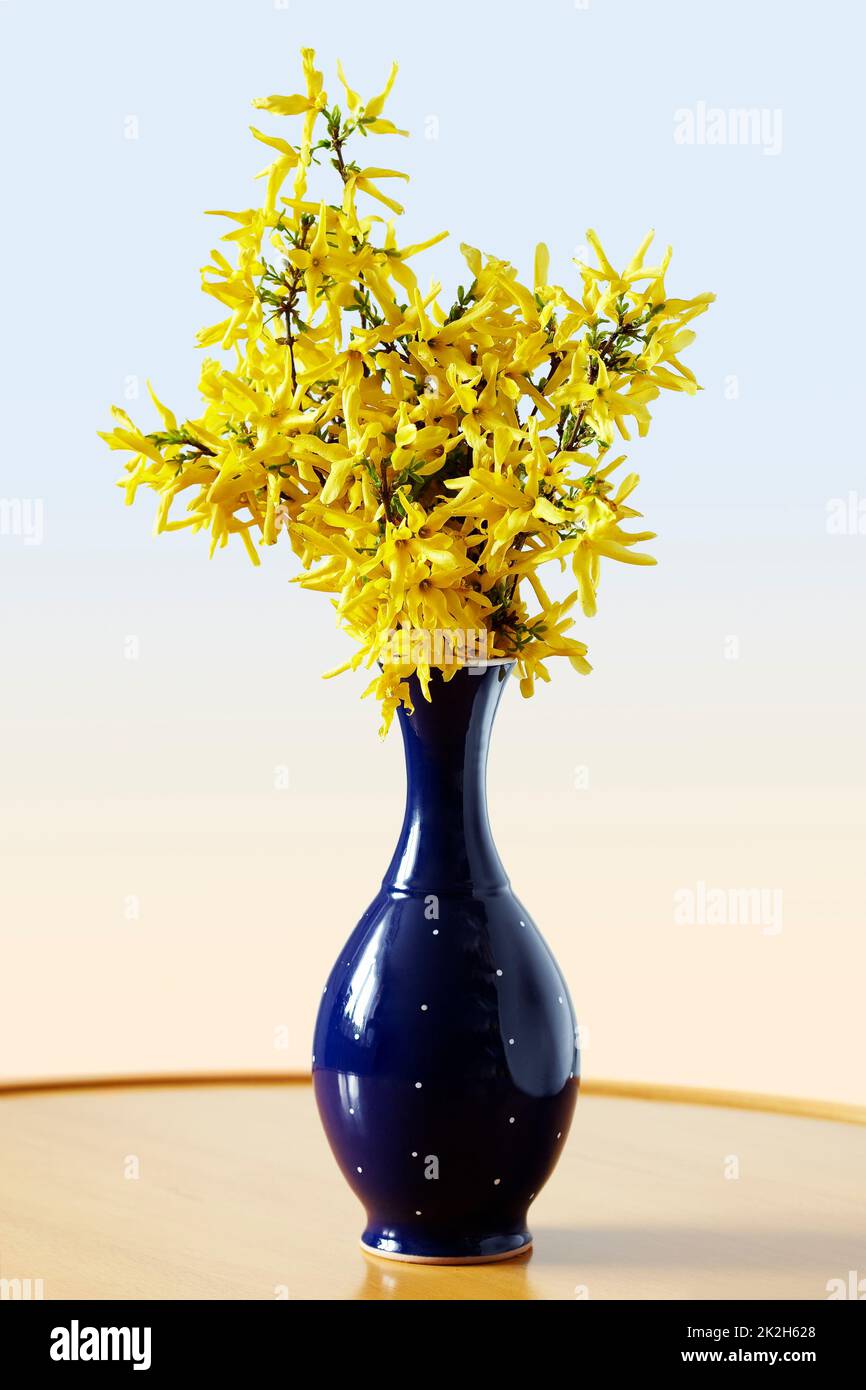 Forsythia Foto Stock