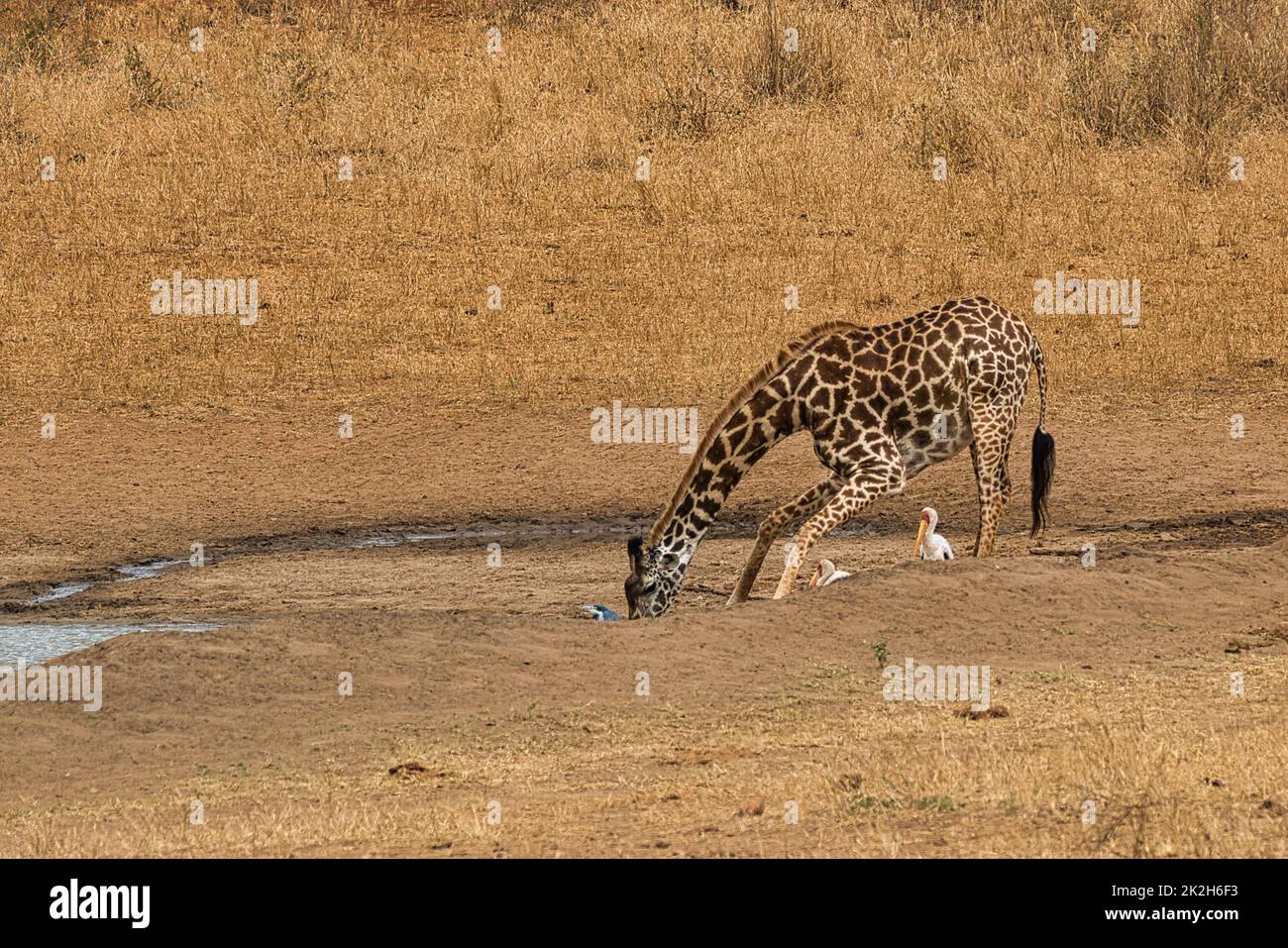 Bere la giraffa Masai, Giraffa camelopardalis tippelskirchi, al foro di irrigazione. Foto Stock