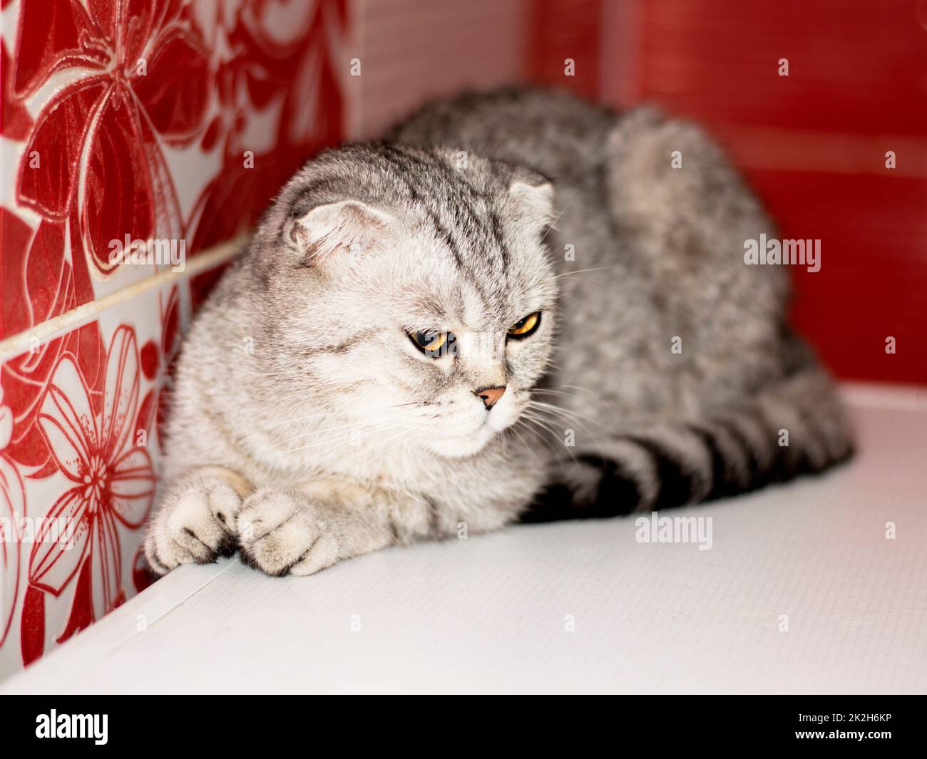Piega il gatto scozzese grigio Tabby sdraiato Foto Stock