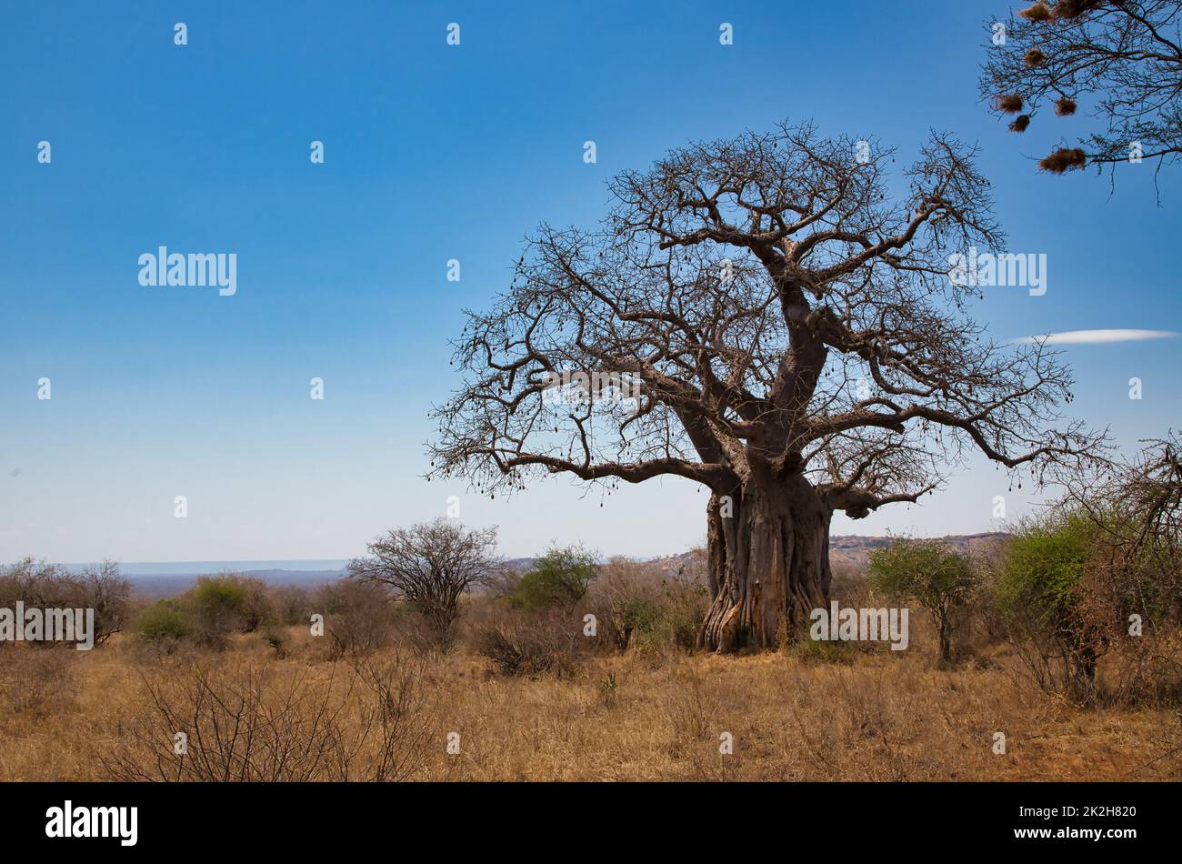 Baobab africano, Adansonia digitata, nel paesaggio del Parco Nazionale Tsavo in Kenya. Foto Stock