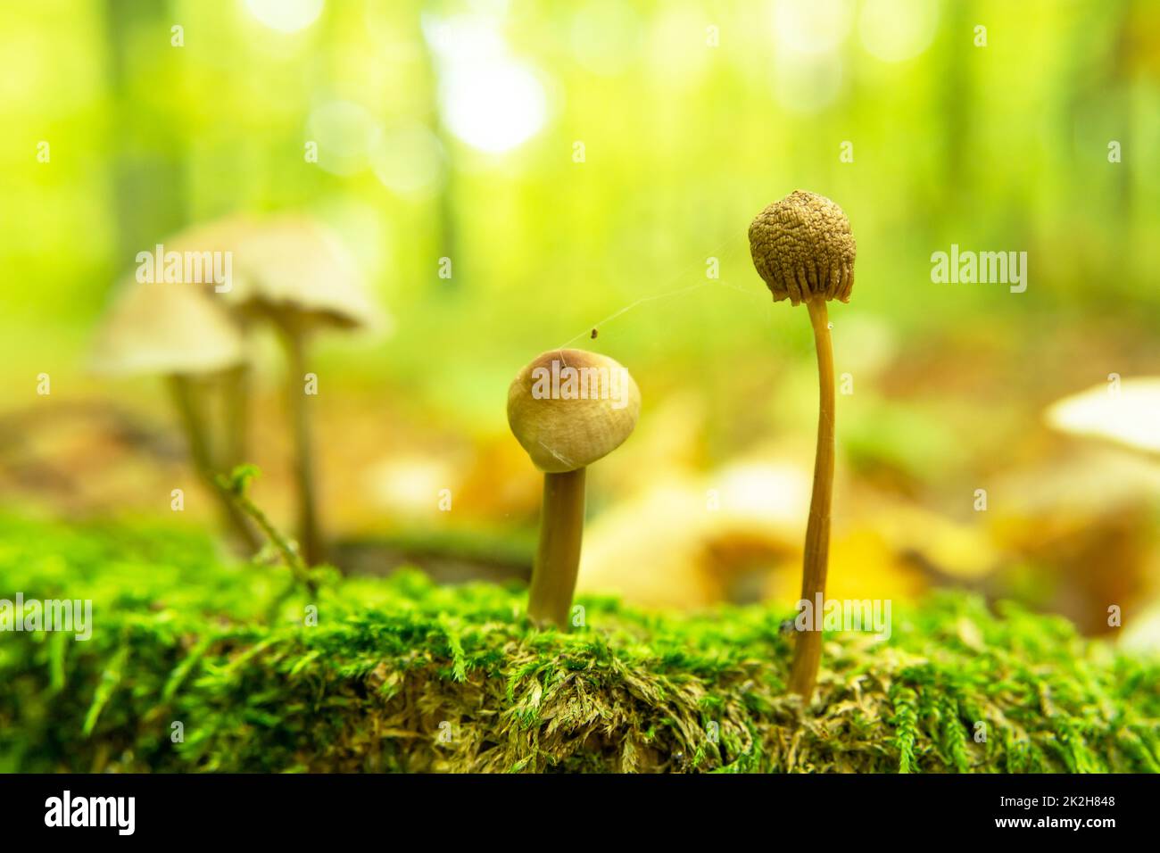 Funghi selvatici che crescono nel muschio verde Foto Stock
