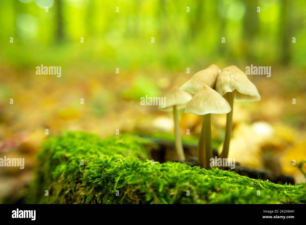 Funghi selvatici che crescono su un ceppo nel muschio Foto Stock