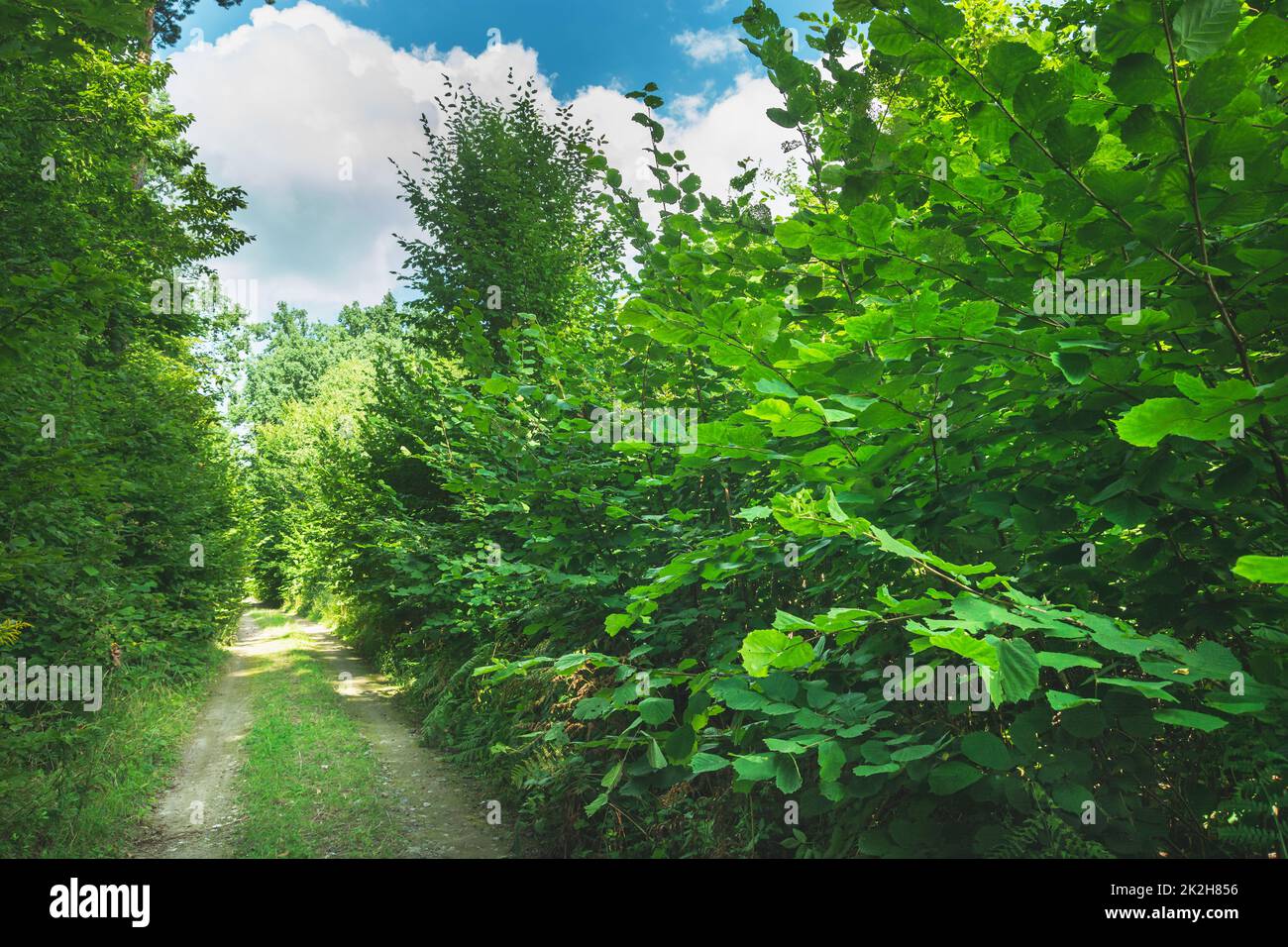 Strada sterrata attraverso una fitta foresta verde Foto Stock