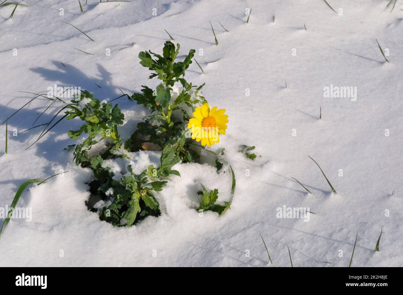 Daisy d'oro sotto la neve in Bretagna chrysanthemum di grano sotto la neve in Bretagna Foto Stock