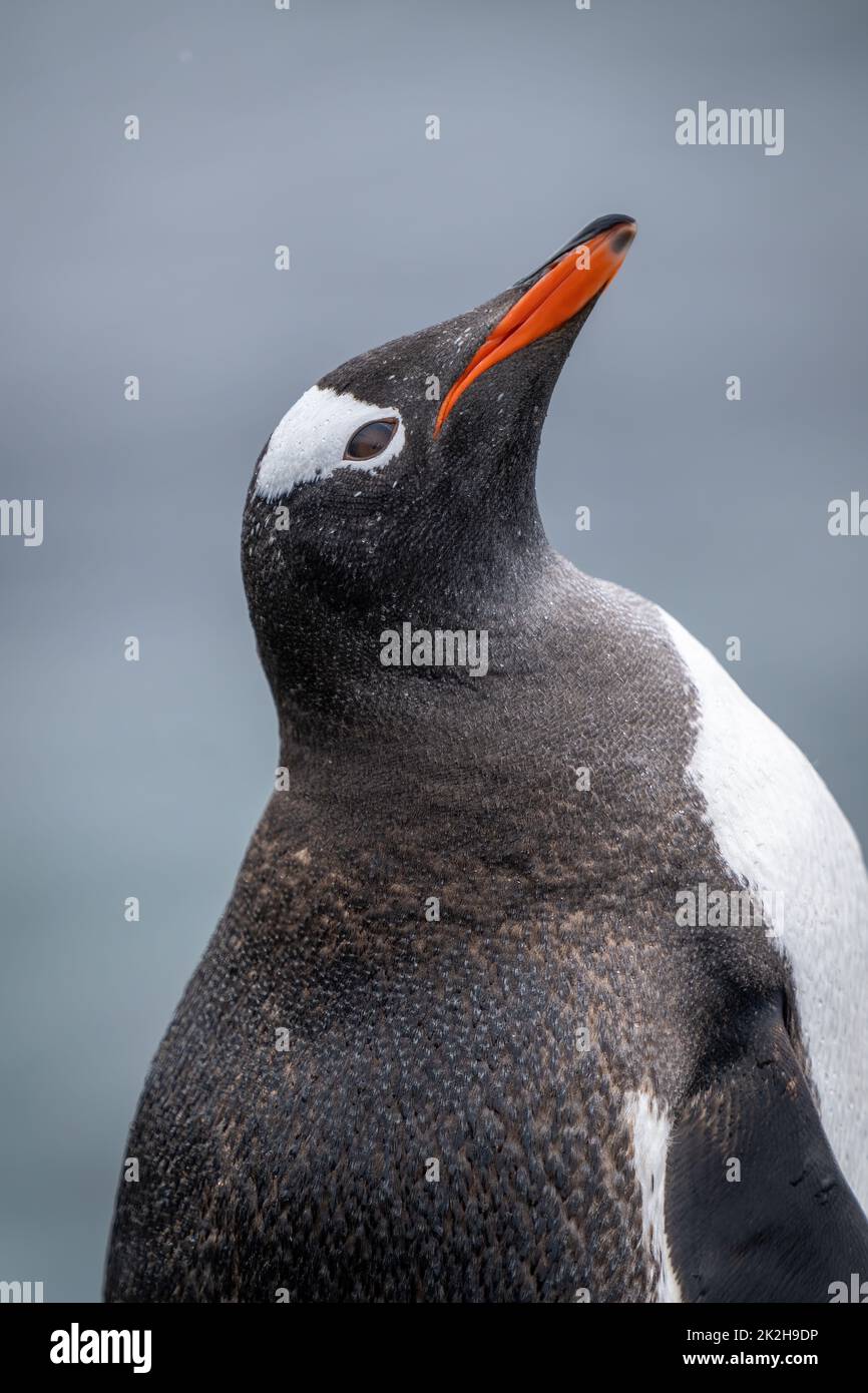 Primo piano del pinguino gentoo che inclina la testa all'indietro Foto Stock