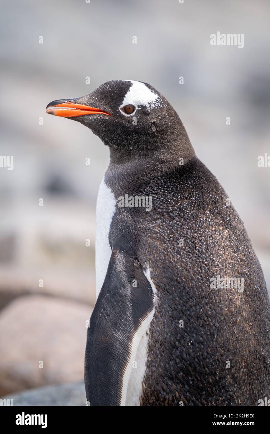 Primo piano di una macchina fotografica per vedere pinguino gentoo con luce solare Foto Stock