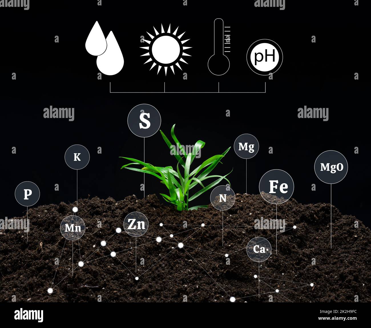Controllo della qualità del suolo, fertilizzazione con minerali durante la coltivazione di piante agricole. Germoglio verde su terreno fertile. Foto Stock