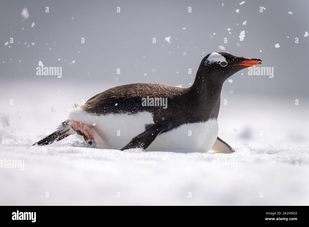 Body surf con pinguini Gentoo attraverso la neve illuminata dal sole Foto Stock