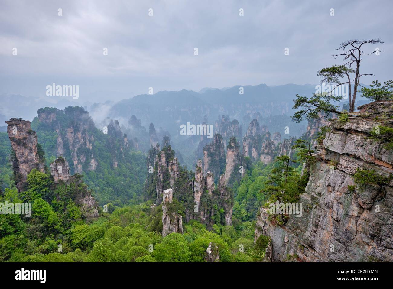 Montagne di Zhangjiajie, Cina Foto Stock