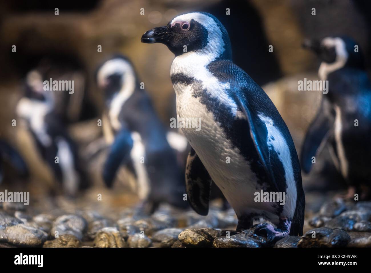 Pinguini africani (Spheniscus demersus), una specie in via di estinzione proveniente dal Sudafrica, presso il Georgia Aquarium nel centro di Atlanta, Georgia. (USA) Foto Stock