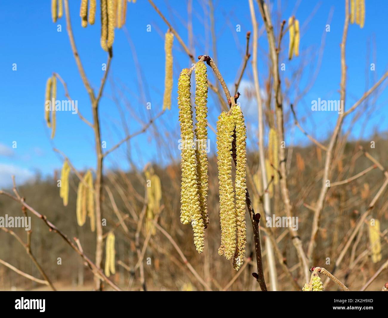 Haselnusskaetzchen, Corylus avellana, ist eine heimische Busch- bzw. Baumart die Allergien ausloesen koennen. La zucca nocciola, Corylus avellana, è un Foto Stock