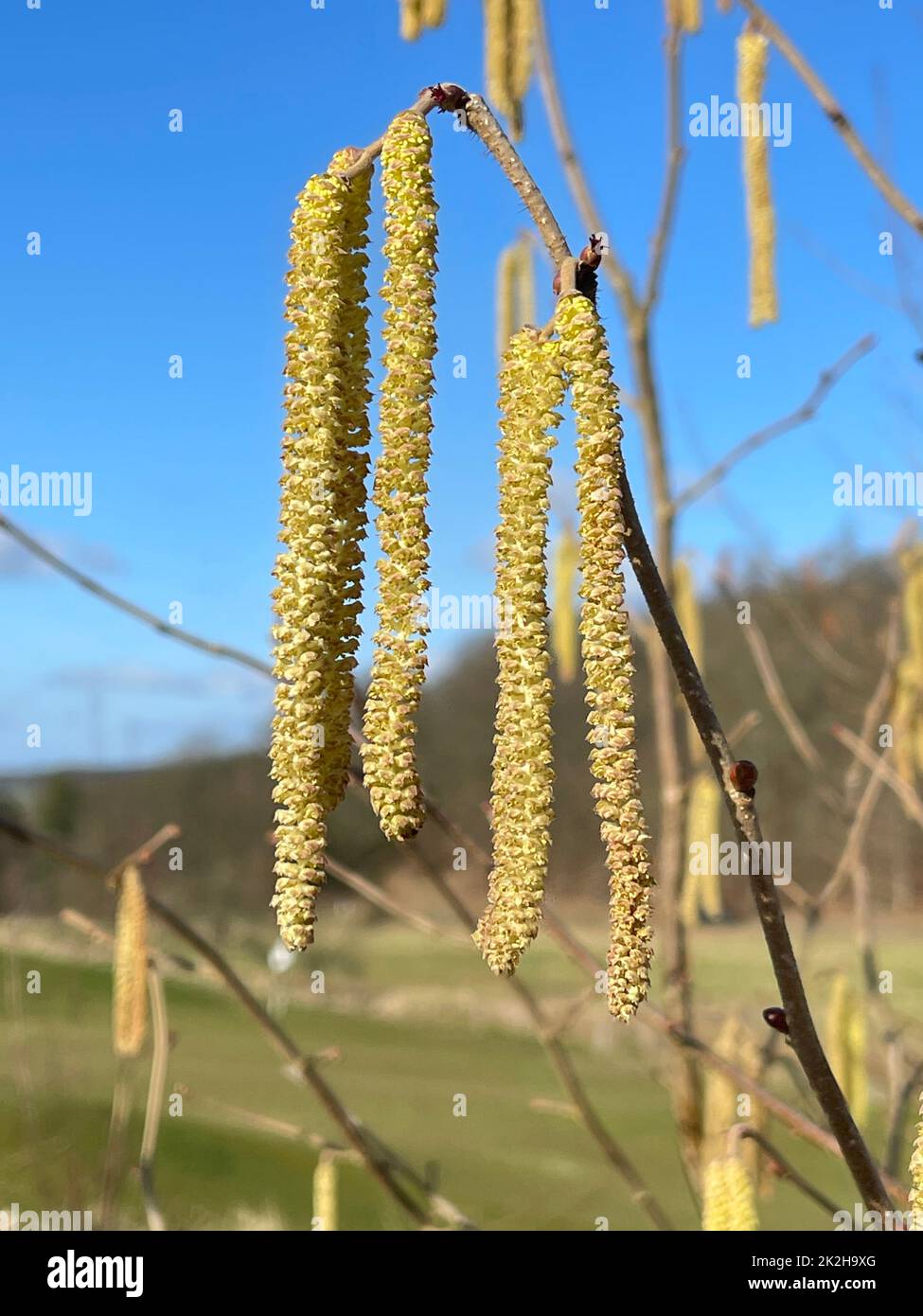 Gattino di nocciola, Corylus avellana Foto Stock