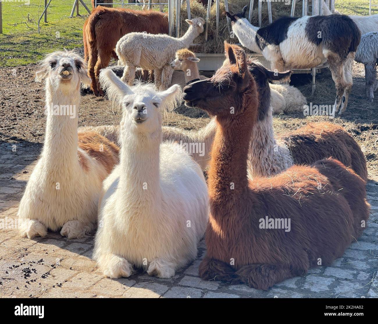 Das lama, lama glama e Alpakas sind eine Art der Kamele. Sie sind in den suedamerikanischen Anden verbreitet und eine vom Guanako abstammende Hausti Foto Stock