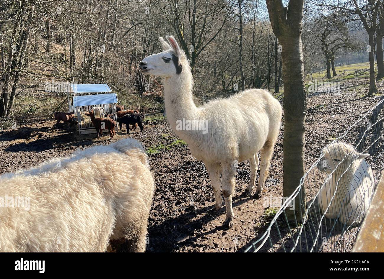 Lama glama, Alpaca Foto Stock