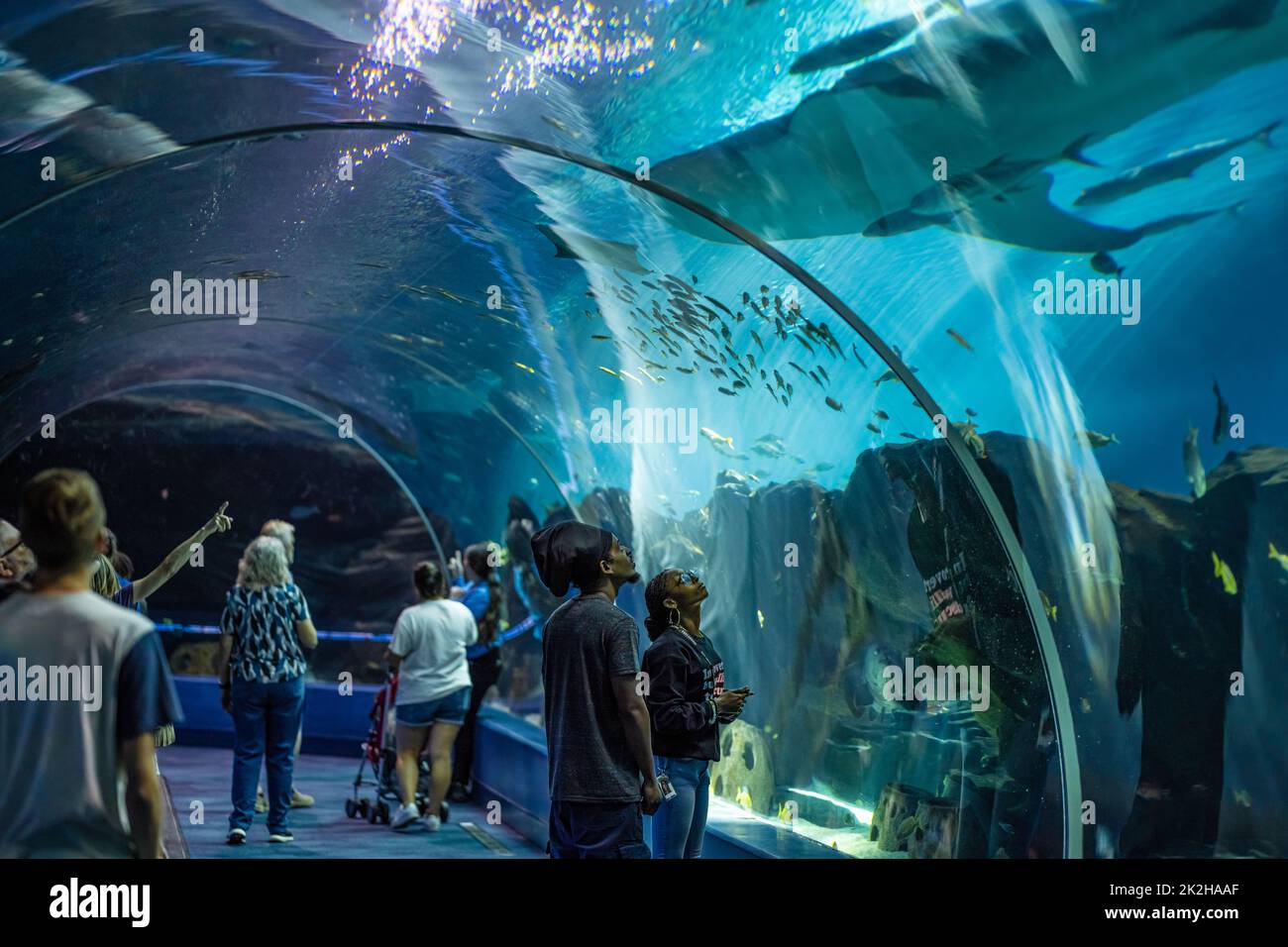 La gente si stupisce dal tunnel acrilico sottomarino Ocean Voyager mentre uno squalo balena nuota in alto al Georgia Aquarium di Atlanta. (USA) Foto Stock