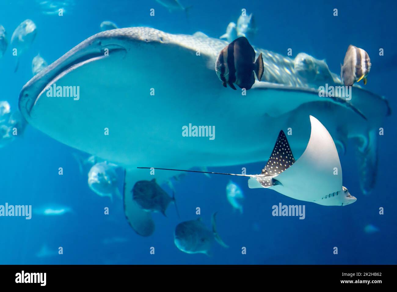 Uno squalo balena gigante e un raggio d'aquila macchiato, insieme a vari pesci oceanici, presso il Georgia Aquarium, il più grande acquario degli Stati Uniti. (USA) Foto Stock
