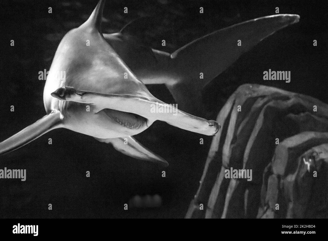 Grande squalo martello (Sphyrna mokarran) nuotando negli SQUALI! Predatori della mostra Deep' al Georgia Aquarium di Atlanta, Georgia. (USA) Foto Stock