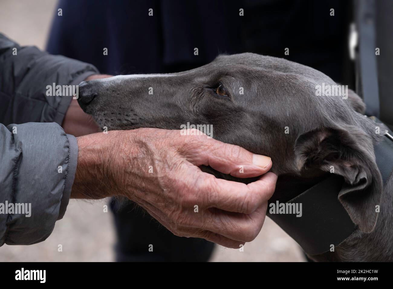 Accarezzando un levriero sulla testa con mani sia più vecchie che vissute. Emozioni umane positive, sentimenti Foto Stock