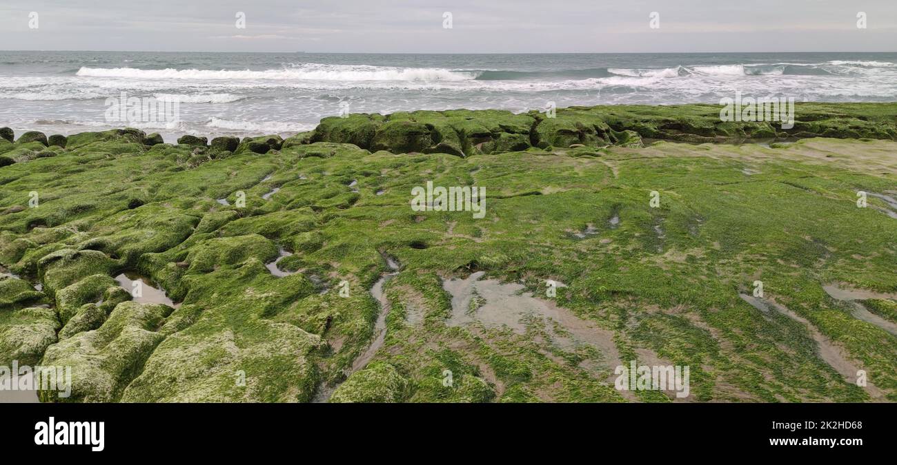 Laomei Green Stone trogolo si trova nel distretto di Shimen sulla costa settentrionale, ogni aprile e maggio, perché il monsone nord-orientale lentamente indebolisce, la roccia locale trogolo nome scientifico: Trincea marea e trincea di erosione del mare è coperto da una grande alghe verdi Foto Stock