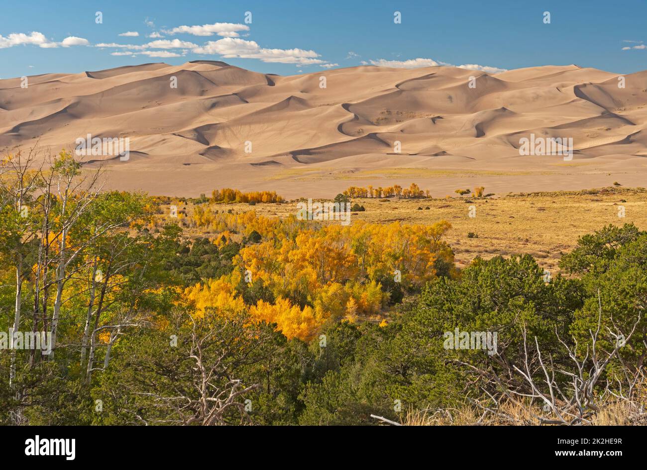 Le Great Sand Dunes Rising sopra la Fall Forest Foto Stock Le Great Sand Dunes Rising sopra la Fall Forest Foto Stock