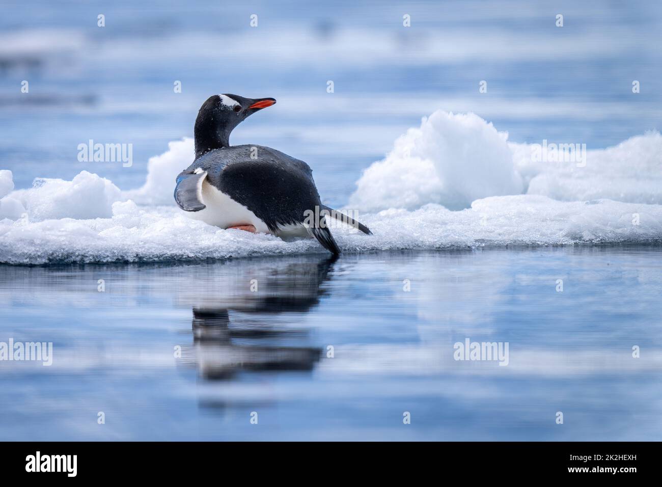 Il pinguino Gentoo si trova sulla testa del ghiaccio Foto Stock