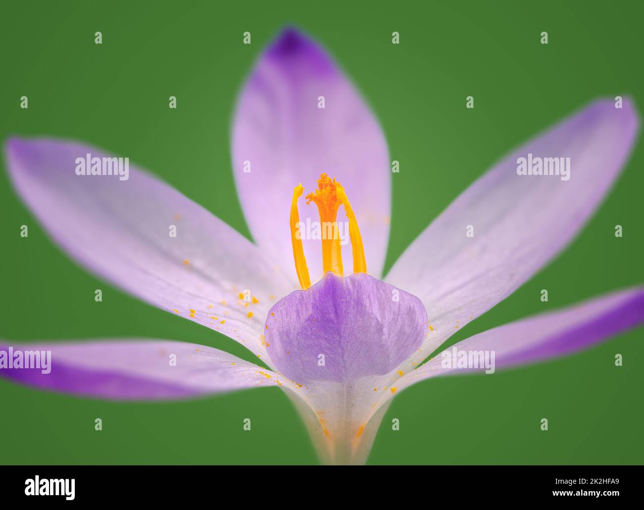 Fiore di crocus viola Foto Stock