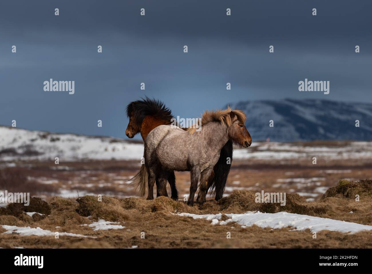 Cavallo islandese Foto Stock