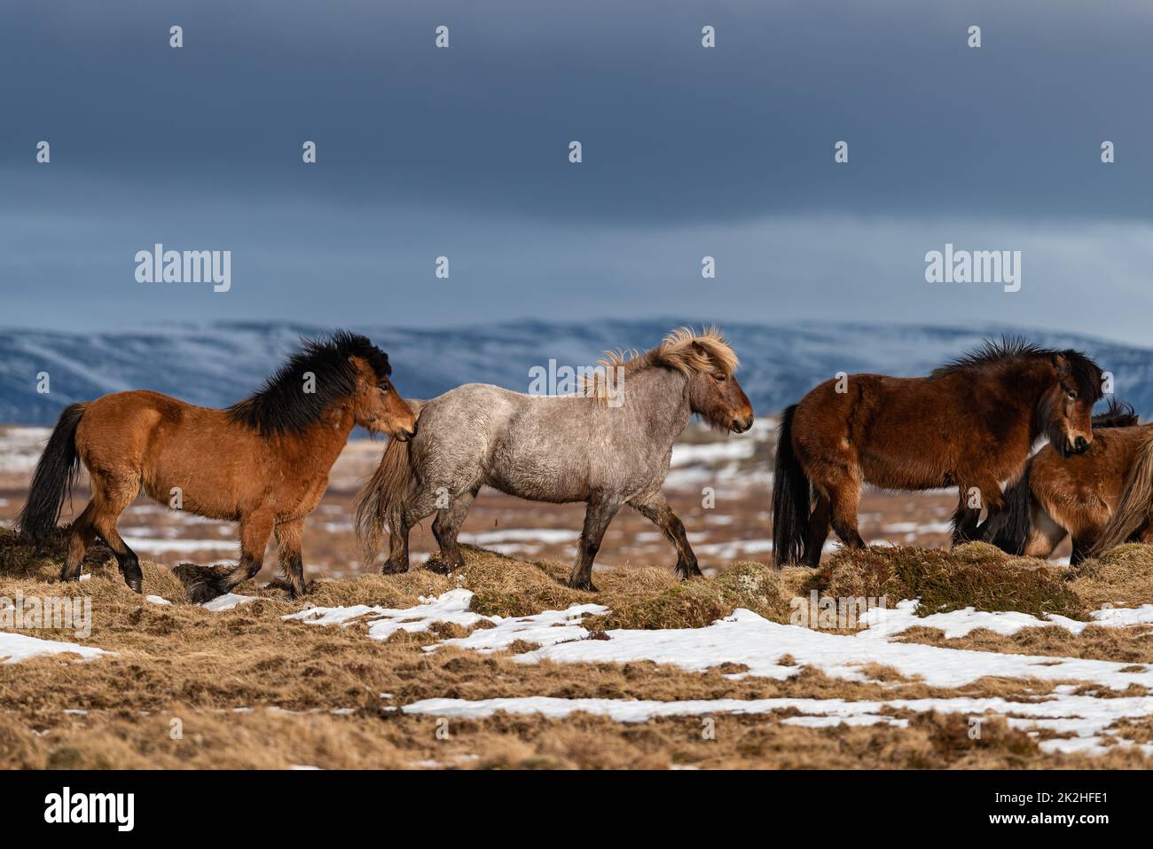 Cavallo islandese Foto Stock