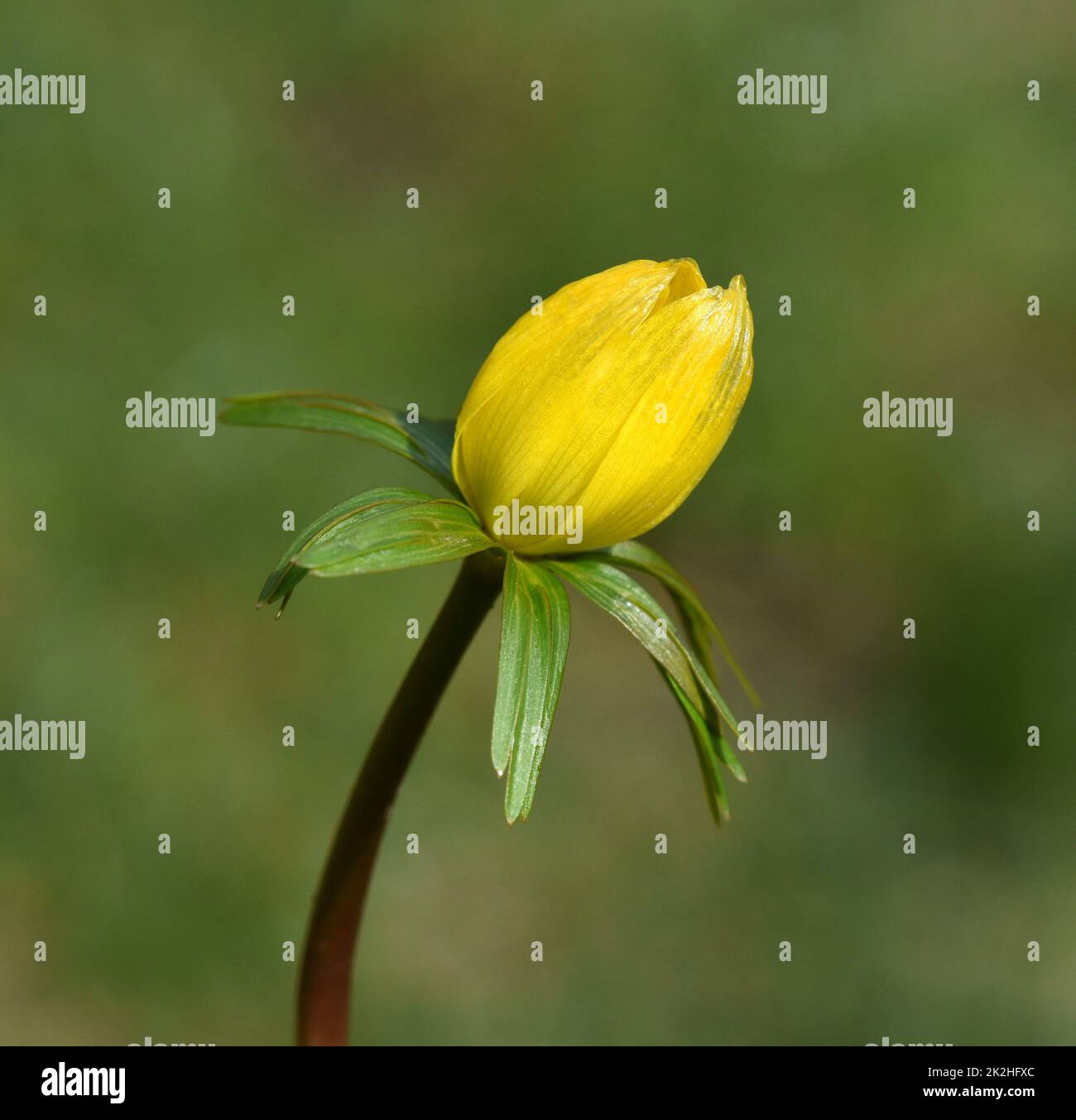 Winterling, Eranthis hyemalis, ist eine Blume die im Winter Blueht und gelbe Blueten besitzt. Winterling, Eranthis hyemalis, è un fiore che fiorisce i Foto Stock