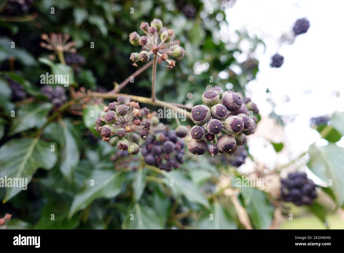 Reife FrÃ¼chte an einem Efeu (Hedera Helix) Foto Stock