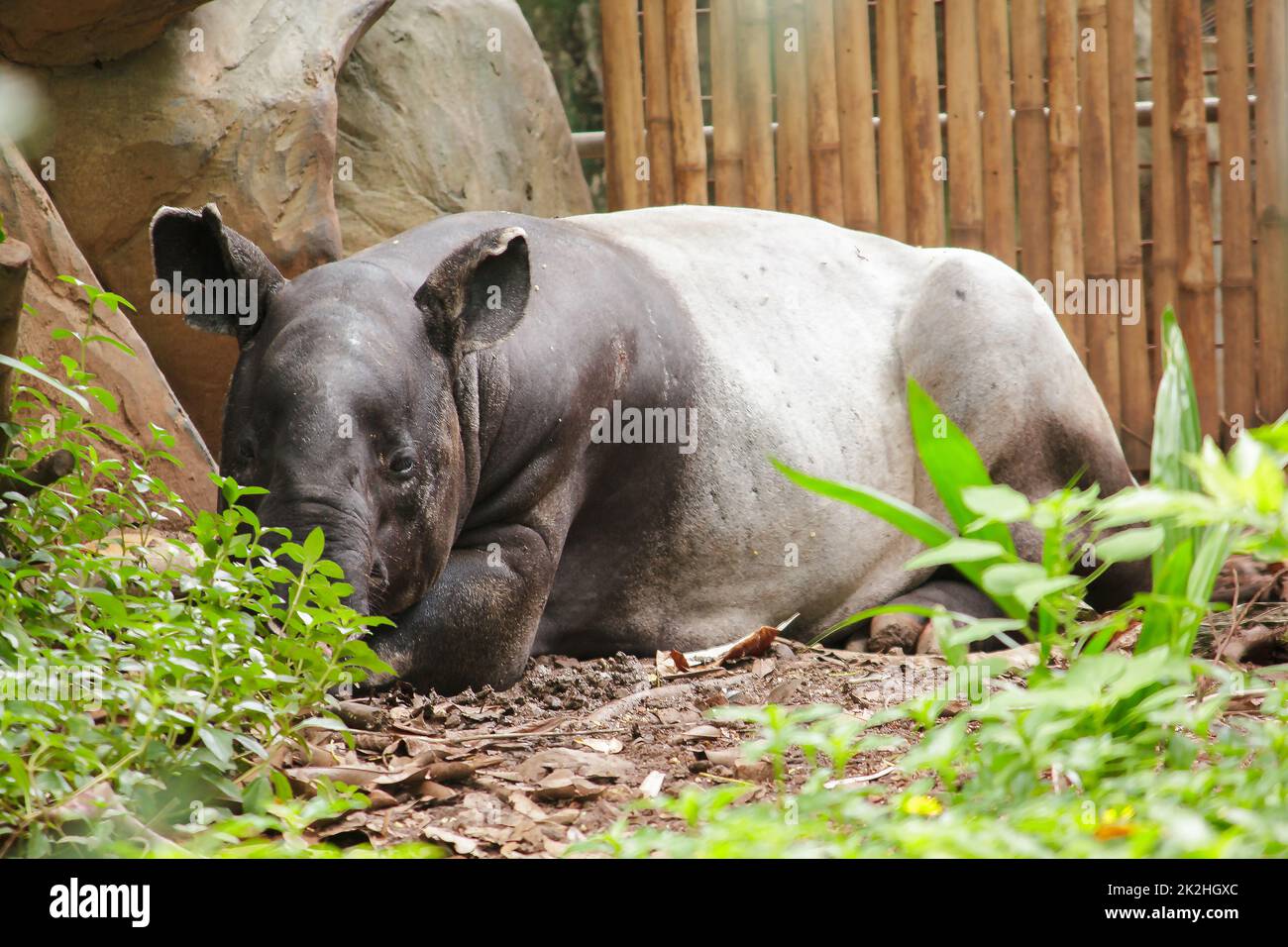 Il Tapir malese dorme a terra come un grande mammifero di un solo zoccoletto Foto Stock