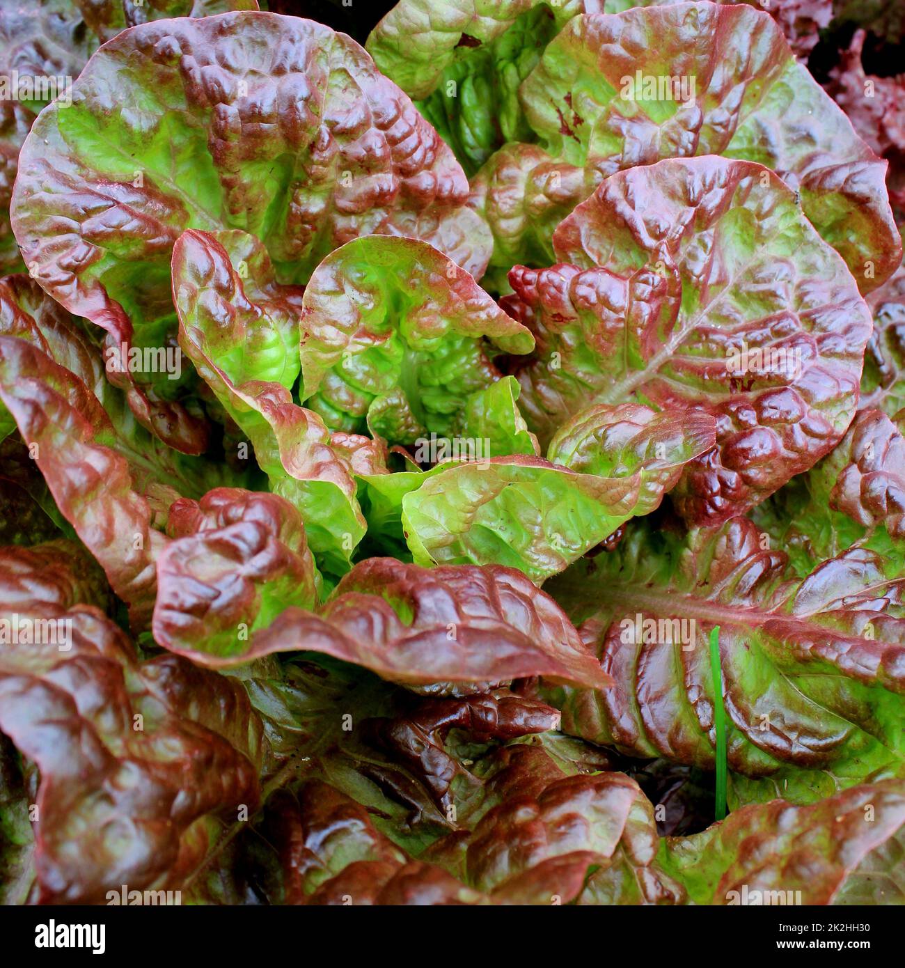 Capo fresco di insalata di lattuga rossa primo piano Foto Stock