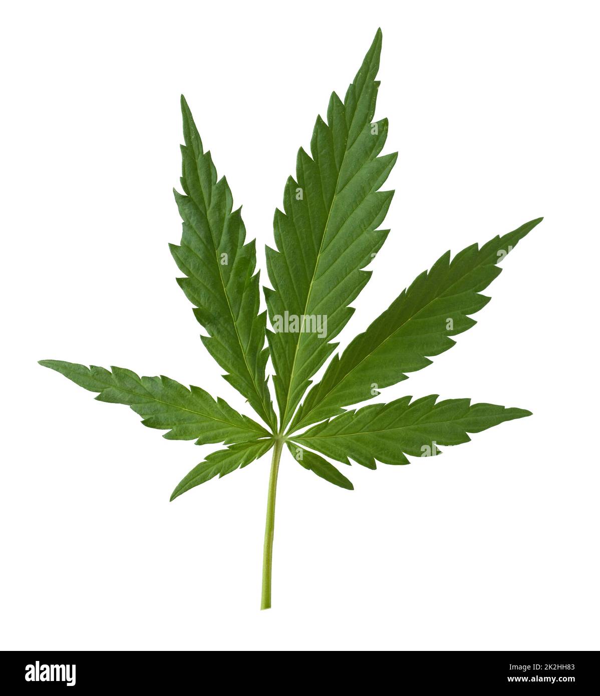 Hanf, cannabis indica ist eine Nutz- und Rauschgiftpflanze die auch in der Medzin eingesetzt wird. Canapa, cannabis indica è un piano utile e narcotico Foto Stock