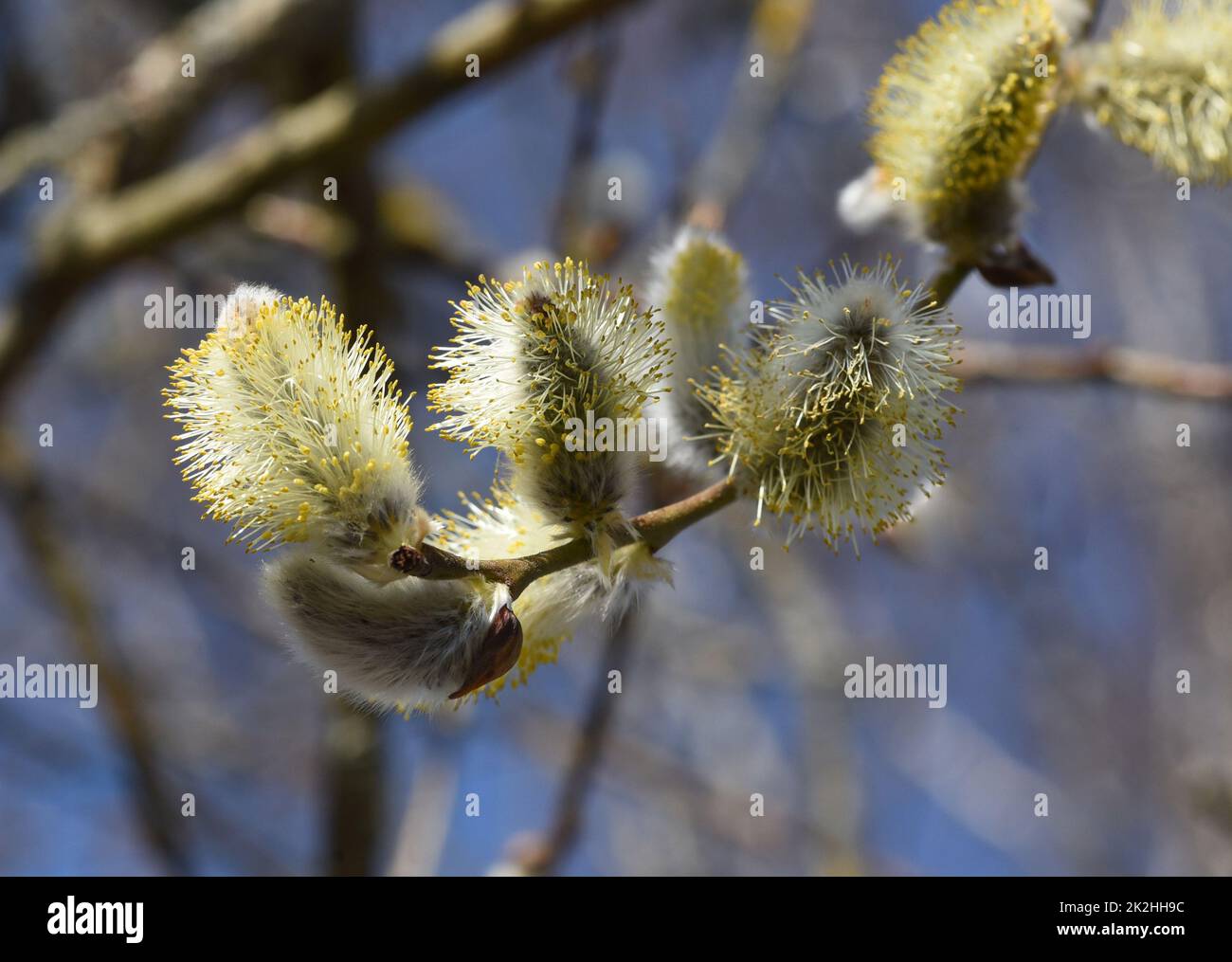 Weiden mit ihren Weidenkaetzchen, Salix sind Fruehblueher die den Bienen als erste Nahrung im Fruehjahr dienen. Salici con i loro salici figi, sali Foto Stock