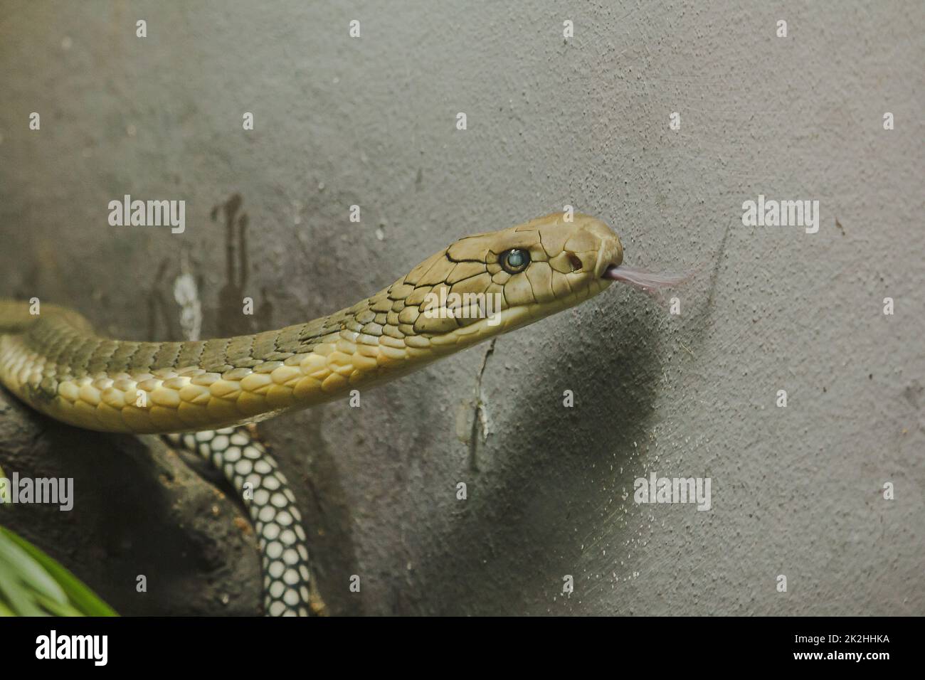 La testa del re Cobra è un pericoloso serpente velenoso. Il cappuccio di serpente è sparso attraverso la testa e il collo. Foto Stock