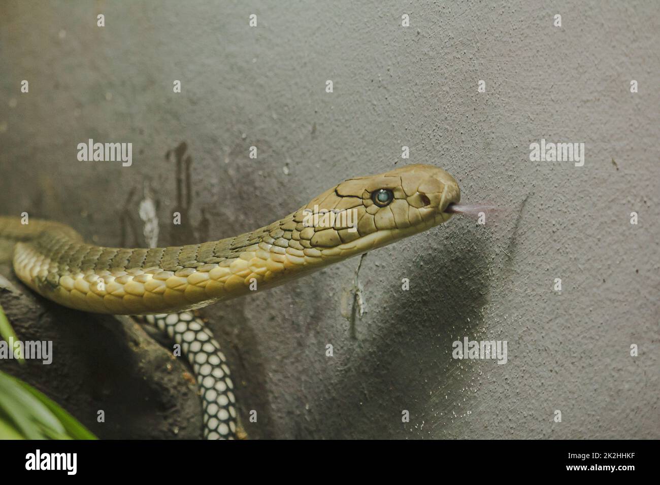 La testa del re Cobra è un pericoloso serpente velenoso. Il cappuccio di serpente è sparso attraverso la testa e il collo. Foto Stock
