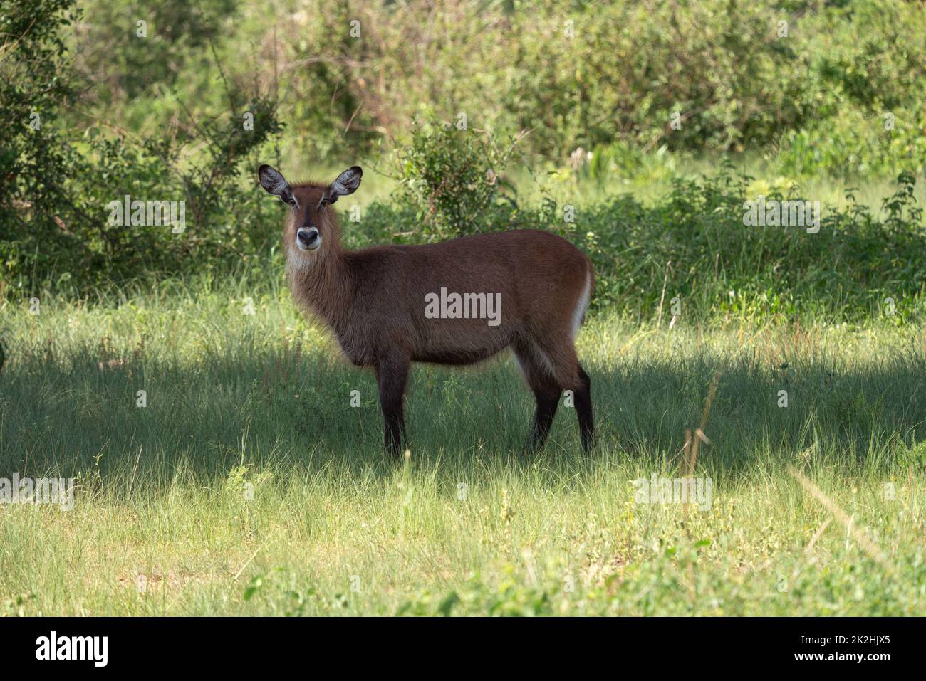 Defassa Waterbuck, Kobus defassa Foto Stock