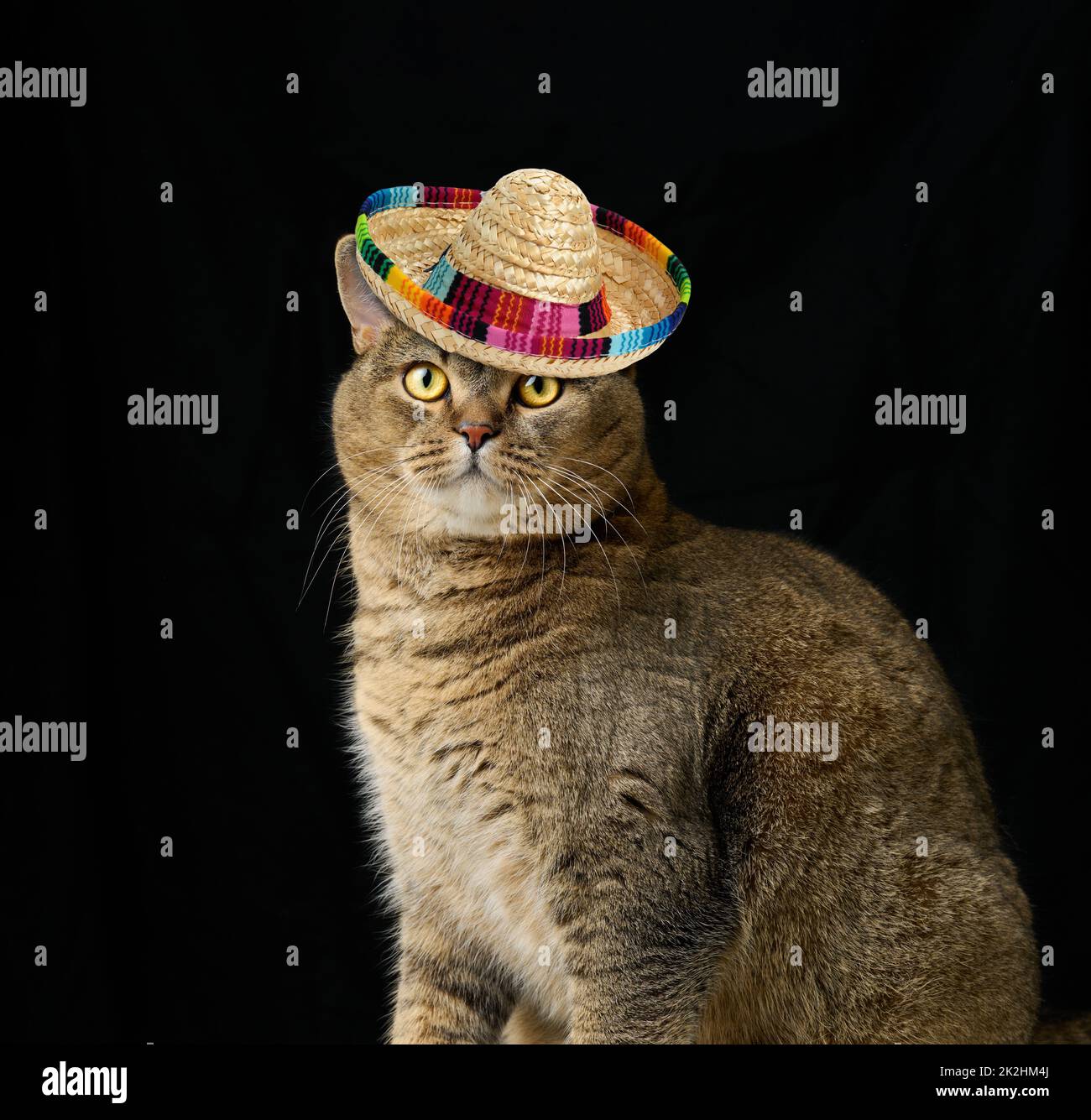 Sombrero e gatto immagini e fotografie stock ad alta risoluzione - Alamy