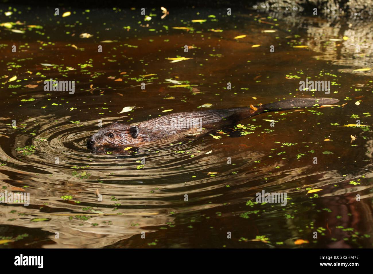 Eurasian castoro (Castor fiber) nuotare nel laghetto con foglie di albero sulla superficie dell'acqua, solo il capo, wet indietro e sommerso visibile di coda. Foto Stock