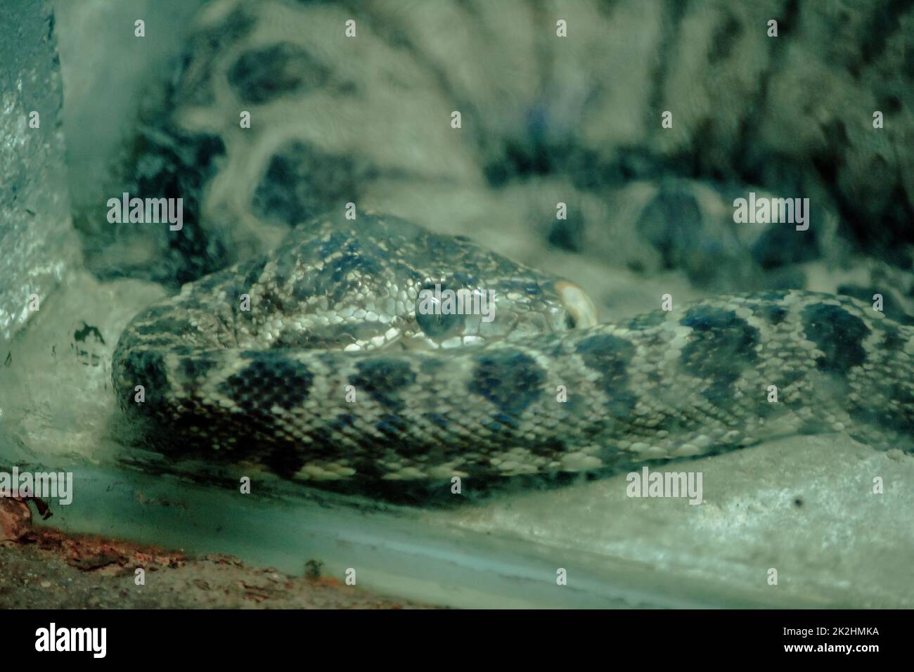 Amazonlan Tree Boa Snake è un serpente non velenoso che si trova in Sud America. Foto Stock