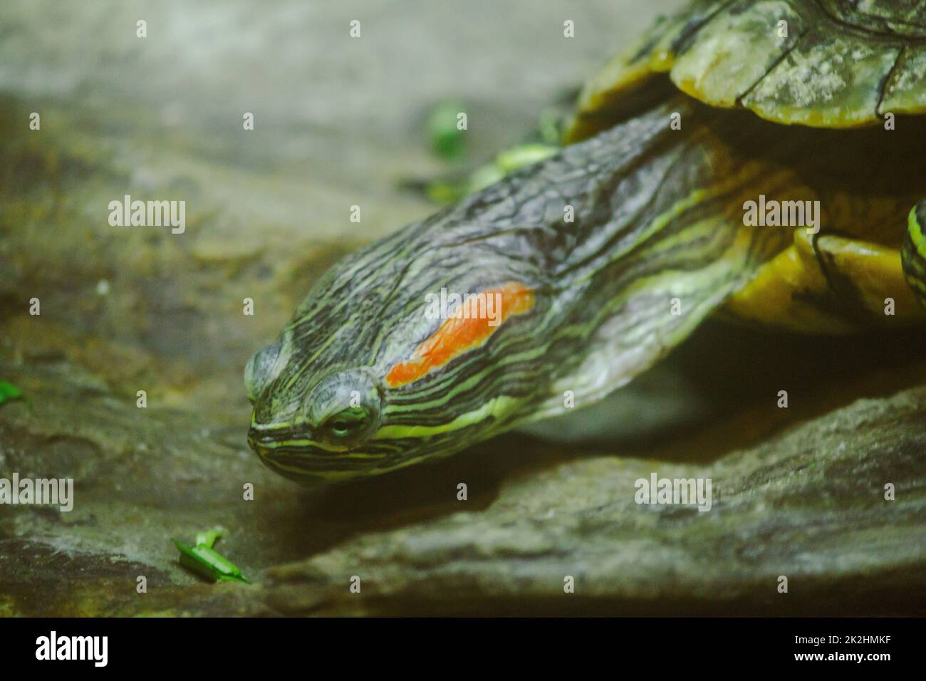 Trachemys Scripta è su una roccia UNA tartaruga d'acqua dolce è originaria del Nord America. Foto Stock