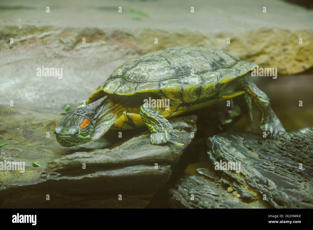 Trachemys Scripta è su una roccia UNA tartaruga d'acqua dolce è originaria del Nord America. Foto Stock